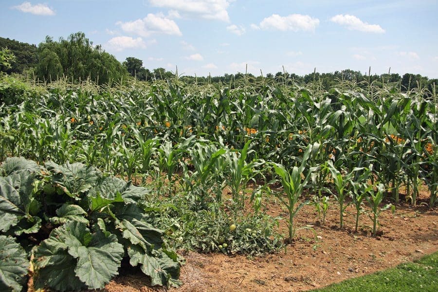 Agricultural Gypsum
